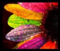 /album/photos4/colorful-daisy-1561-jpg/